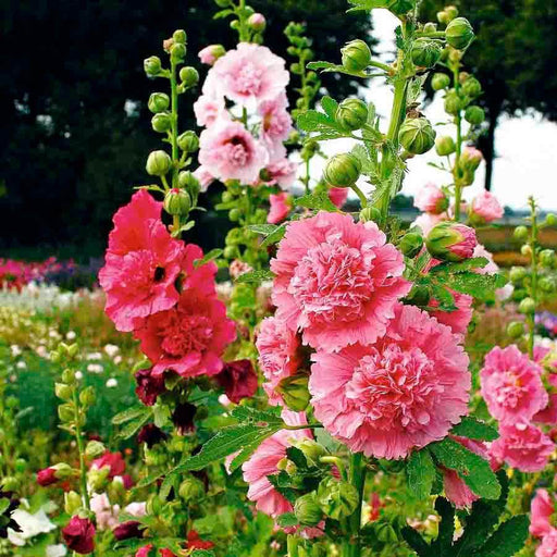 Hollyhock Dwarf Mix (Garden Festival) - Farmers Stop