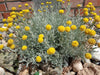 Dwarf Everlast Helichrysum arenarium Mix (Garden Festival) - Farmers Stop
