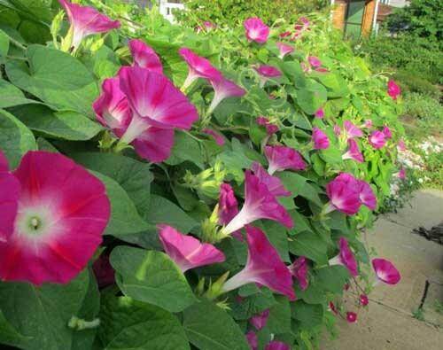 Monaco Ipomea Scarlet Trailing Morning Glory (Garden Festival) - Farmers Stop