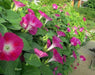 Monaco Ipomea Scarlet Trailing Morning Glory (Garden Festival) - Farmers Stop