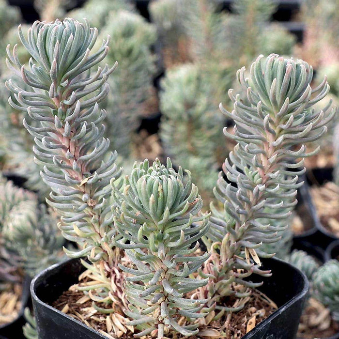 Sedum forsterianum 'Oracle' (Garden Festival) - Farmers Stop