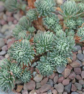 Sedum forsterianum 'Oracle' (Garden Festival) - Farmers Stop