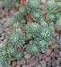 Sedum forsterianum 'Oracle' (Garden Festival) - Farmers Stop
