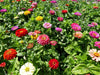 Zinnia Dahlia Flowered Mix (AsiaPacific Seeds, New Zealand) - Farmers Stop