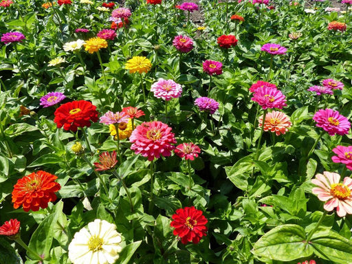 Zinnia Dahlia Flowered Mix (AsiaPacific Seeds, New Zealand) - Farmers Stop