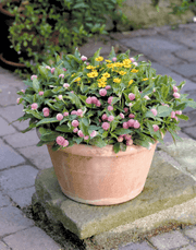 Gomphrena Buddy Mix (Benary) - Farmers Stop