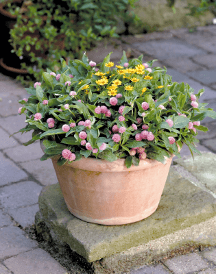 Gomphrena Buddy Mix (Benary) - Farmers Stop
