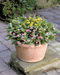 Gomphrena Buddy Mix (Benary) - Farmers Stop
