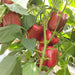 1514 Red Capsicum F1 (Indus Seeds) - Farmers Stop
