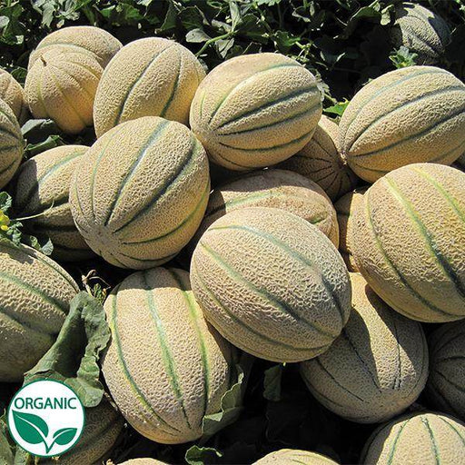 Thai F1 Hybrid Muskmelon / Kharbooza - Green ribs with Sweet Taste - Farmers Stop