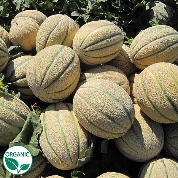 Thai F1 Hybrid Muskmelon / Kharbooza - Green ribs with Sweet Taste - Farmers Stop