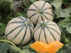Thai F1 Hybrid Muskmelon / Kharbooza - Green ribs with Sweet Taste - Farmers Stop