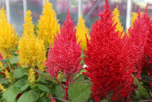 Century/Kimono Type Celosia Plumosa (AsiaPacific Seeds, New Zealand) - Farmers Stop