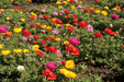 Portulca Grandiflora Sundial Mix (Garden Festival) - Farmers Stop