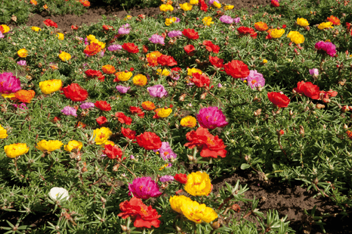 Portulca Grandiflora Sundial Mix (Garden Festival) - Farmers Stop