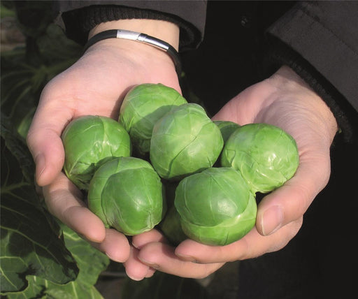 FRANKLIN F1 Brussels Sprouts (Bejo) - Farmers Stop