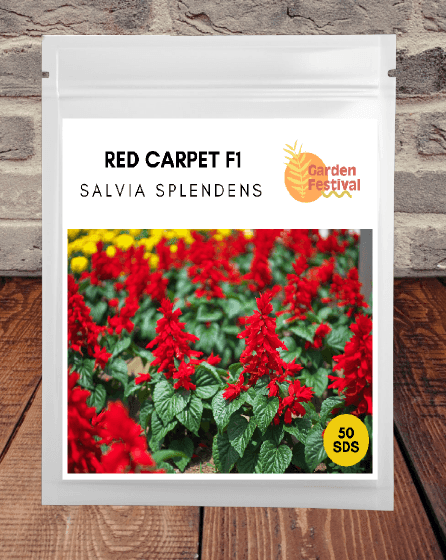 Red Carpet - Hybrid F1 Salvia splendens (Garden Festival) - Farmers Stop