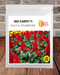 Red Carpet - Hybrid F1 Salvia splendens (Garden Festival) - Farmers Stop