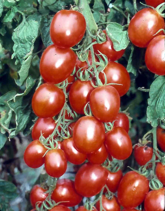 PRECIOUS F1 Hybrid Tomato - Wilt Resistant (Known You Seeds) - Farmers Stop