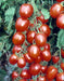 PRECIOUS F1 Hybrid Tomato - Wilt Resistant (Known You Seeds) - Farmers Stop