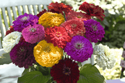 Benary's Giant Mix Zinnia elegans (Benary) - Farmers Stop