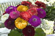 Benary's Giant Mix Zinnia elegans (Benary) - Farmers Stop