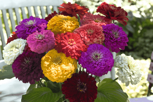Benary's Giant Mix Zinnia elegans (Benary) - Farmers Stop