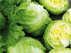 Glendana Iceberg Lettuce (Enza Zaden) - Farmers Stop