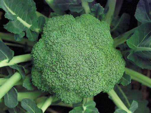 Marathon F1 Hybrid Broccoli (Sakata) - Farmers Stop