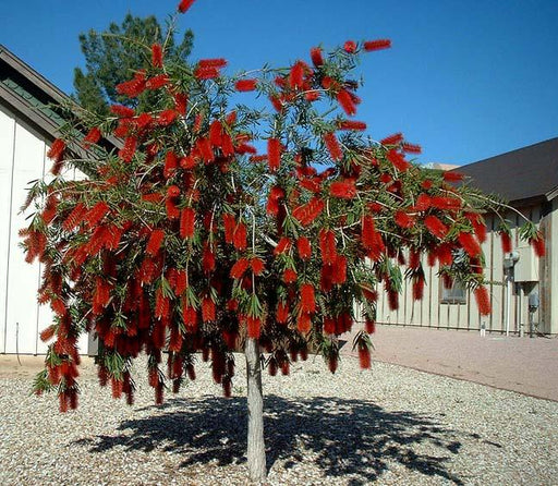 Bottle Brush (Callistemon Citrinus) Ornamnetal Tree Seeds - Farmers Stop