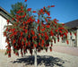 Bottle Brush (Callistemon Citrinus) Ornamnetal Tree Seeds - Farmers Stop