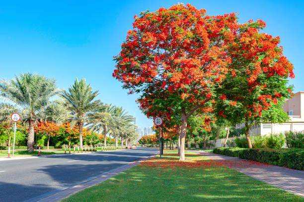 gulmohar plants Flame Tree Gulmohar (Delonix regia) Ornamnetal Tree Seeds