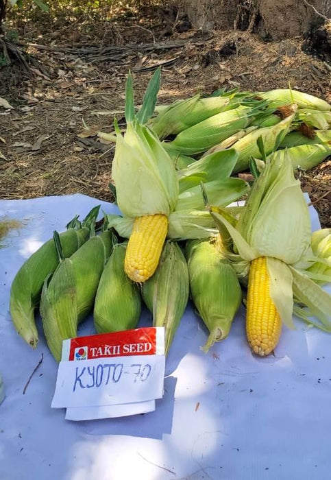 Kyoto 70 F1 Hybrid Sweet Corn (Takii Seed) - Farmers Stop