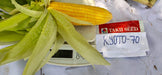 Kyoto 70 F1 Hybrid Sweet Corn (Takii Seed) - Farmers Stop
