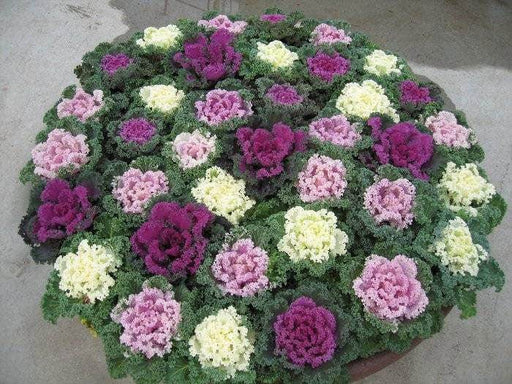 Brassica (Flowering Kale) F1 Kamome™ Series (Takii Seeds) - Farmers Stop