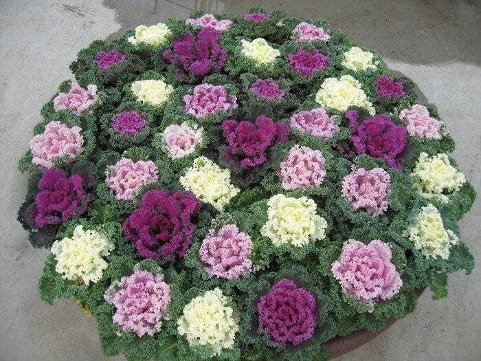 kale flower seeds Buy Brassica (Flowering Kale) F1 Kamome™ Series (Takii Seeds) Seeds Online