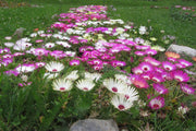 Ice Plant - Memembryathemum Mix (Garden Festival) - Farmers Stop