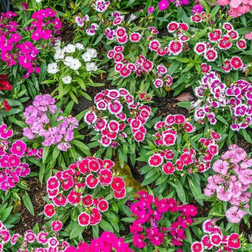 Dianthus Baby Doll Mix (Garden Festival) - Farmers Stop