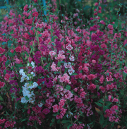 Clarkia Elegans Double Mix - Farmers Stop