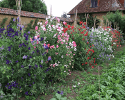 Sweet Peas (Lathyrus Odorata) Mix - Farmers Stop