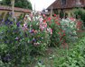Sweet Peas (Lathyrus Odorata) Mix - Farmers Stop