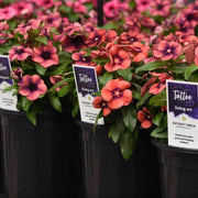 Tattoo™ American Pie Mixture Vinca (PanAmerican) - Farmers Stop