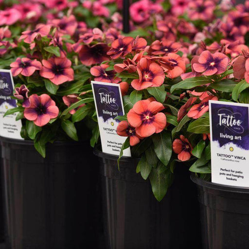 Tattoo™ American Pie Mixture Vinca (PanAmerican) - Farmers Stop