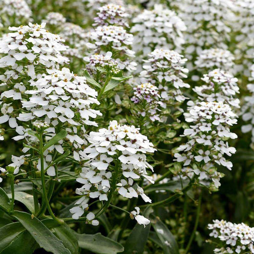 Candituft Iberis Amara (Garden Festival, Coutry of Origin - Netherlands) - Farmers Stop