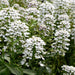 Candituft Iberis Amara (Garden Festival, Coutry of Origin - Netherlands) - Farmers Stop