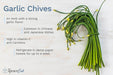 Garlic Chives Premium Herb(Garden Festival, Coutry of Origin - Netherlands) - Farmers Stop