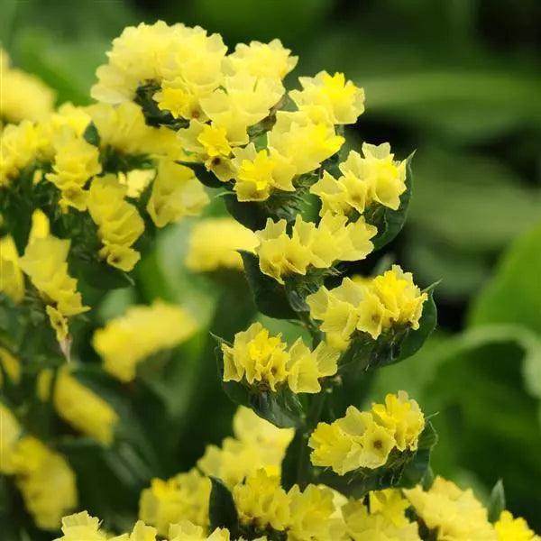 Statice Limonium QIS Series (PanAmerican) - Farmers Stop
