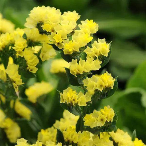 Statice Limonium QIS Series (PanAmerican) - Farmers Stop