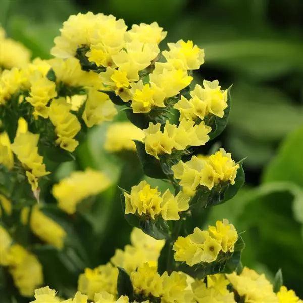 Statice Limonium QIS Series (PanAmerican) - Farmers Stop