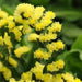 Statice Limonium QIS Series (PanAmerican) - Farmers Stop